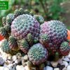 Sulcorebutia _rauschii_ WR289_ cv.violacidermis _20